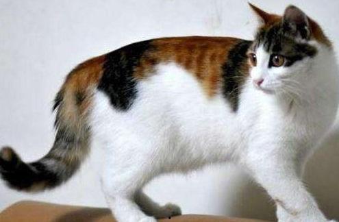 娱乐吃瓜酱三花猫