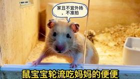 鼠鼠文学娱乐吃瓜酱